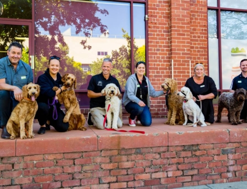 Dogs Connect takes a lead on student well-being as it expands