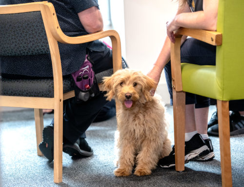 A Bendigo Hospital introduces Wellbeing Dog Program for Caregivers
