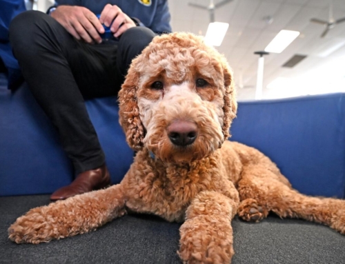 Murray the wellbeing dog brings joy and calm to Bourchier St Primary School