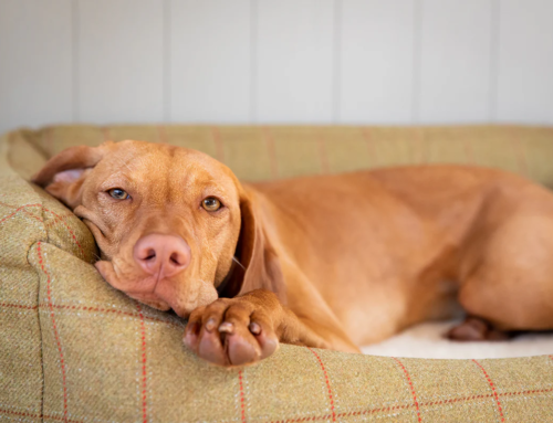 Is Your Dog Really Relaxing?