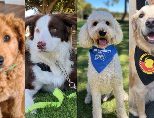 Meet the dogs making a paw-sitive impact in our schools