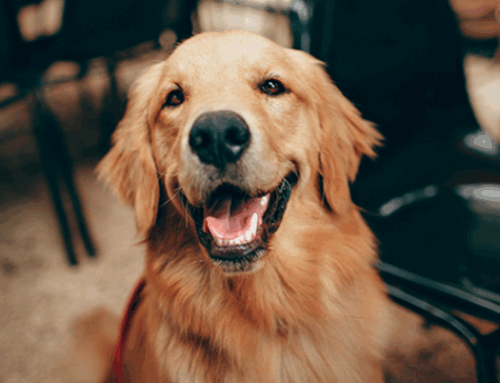 Four-Legged Friends Bring Confidence to Classrooms
